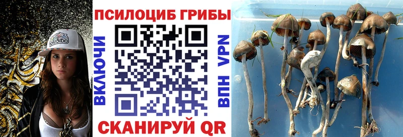 Галлюциногенные грибы Psilocybine cubensis  Купить  Будённовск 
